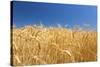 Wheat Field-Craig Tuttle-Stretched Canvas