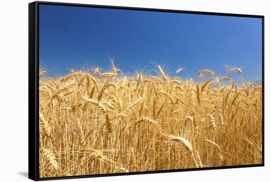 Wheat Field-Craig Tuttle-Framed Stretched Canvas