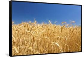 Wheat Field-Craig Tuttle-Framed Stretched Canvas