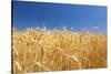 Wheat Field-Craig Tuttle-Stretched Canvas