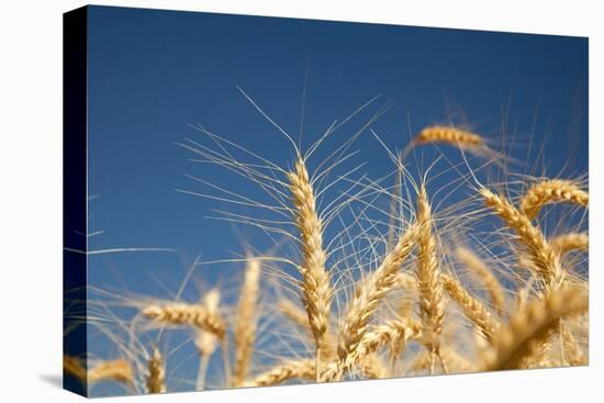 Wheat Field-Craig Tuttle-Stretched Canvas