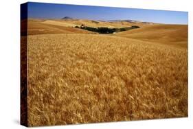 Wheat Field-Darrell Gulin-Stretched Canvas