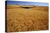 Wheat Field-Darrell Gulin-Stretched Canvas