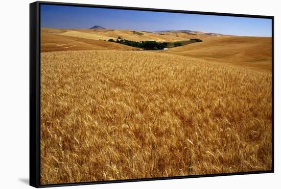 Wheat Field-Darrell Gulin-Framed Stretched Canvas