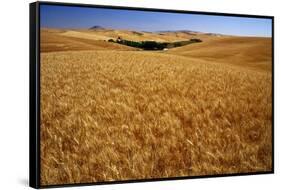 Wheat Field-Darrell Gulin-Framed Stretched Canvas