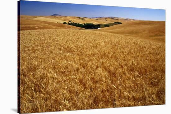 Wheat Field-Darrell Gulin-Stretched Canvas