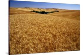 Wheat Field-Darrell Gulin-Stretched Canvas