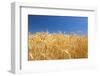 Wheat Field-Craig Tuttle-Framed Premium Photographic Print