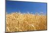 Wheat Field-Craig Tuttle-Mounted Premium Photographic Print