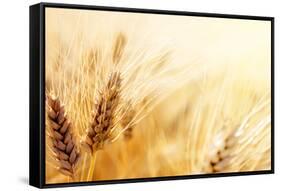 Wheat Field-Iakov Kalinin-Framed Stretched Canvas