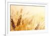 Wheat Field-Iakov Kalinin-Framed Premium Photographic Print