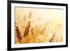 Wheat Field-Iakov Kalinin-Framed Premium Photographic Print