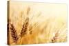 Wheat Field-Iakov Kalinin-Stretched Canvas