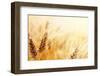 Wheat Field-Iakov Kalinin-Framed Premium Photographic Print