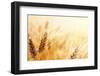 Wheat Field-Iakov Kalinin-Framed Premium Photographic Print