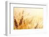 Wheat Field-Iakov Kalinin-Framed Premium Photographic Print