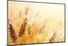 Wheat Field-Iakov Kalinin-Mounted Premium Photographic Print