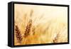 Wheat Field-Iakov Kalinin-Framed Stretched Canvas