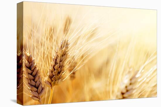 Wheat Field-Iakov Kalinin-Stretched Canvas