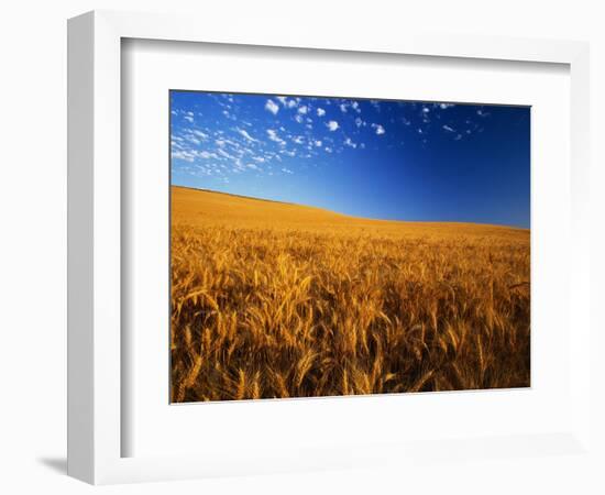 Wheat Field-Darrell Gulin-Framed Photographic Print