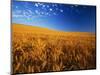 Wheat Field-Darrell Gulin-Mounted Photographic Print