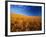 Wheat Field-Darrell Gulin-Framed Photographic Print