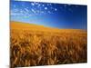 Wheat Field-Darrell Gulin-Mounted Photographic Print