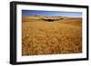 Wheat Field-Darrell Gulin-Framed Photographic Print