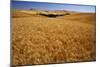 Wheat Field-Darrell Gulin-Mounted Photographic Print