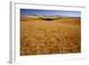 Wheat Field-Darrell Gulin-Framed Photographic Print