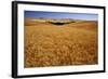 Wheat Field-Darrell Gulin-Framed Photographic Print