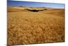 Wheat Field-Darrell Gulin-Mounted Photographic Print