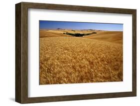 Wheat Field-Darrell Gulin-Framed Photographic Print