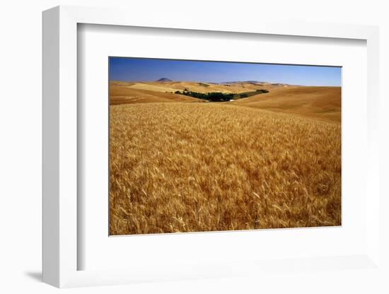 Wheat Field-Darrell Gulin-Framed Photographic Print