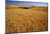 Wheat Field-Darrell Gulin-Mounted Photographic Print