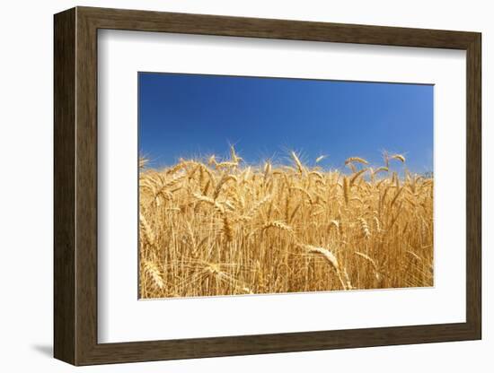 Wheat Field-Craig Tuttle-Framed Photographic Print