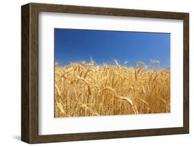 Wheat Field-Craig Tuttle-Framed Photographic Print