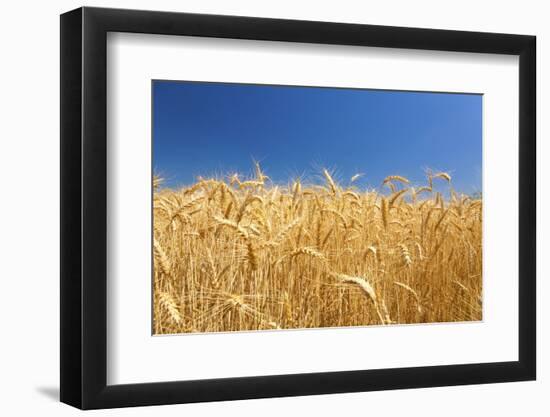 Wheat Field-Craig Tuttle-Framed Photographic Print