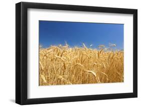 Wheat Field-Craig Tuttle-Framed Photographic Print