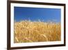 Wheat Field-Craig Tuttle-Framed Photographic Print