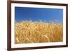 Wheat Field-Craig Tuttle-Framed Photographic Print