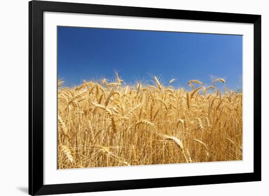 Wheat Field-Craig Tuttle-Framed Photographic Print