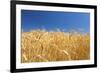 Wheat Field-Craig Tuttle-Framed Photographic Print