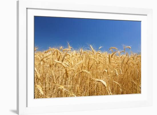 Wheat Field-Craig Tuttle-Framed Photographic Print