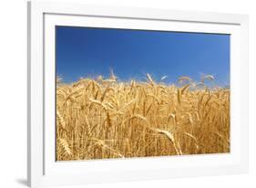 Wheat Field-Craig Tuttle-Framed Photographic Print