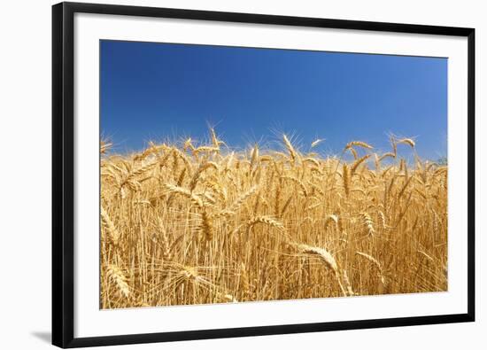 Wheat Field-Craig Tuttle-Framed Photographic Print