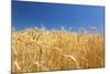 Wheat Field-Craig Tuttle-Mounted Photographic Print