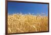 Wheat Field-Craig Tuttle-Framed Photographic Print