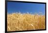 Wheat Field-Craig Tuttle-Framed Photographic Print