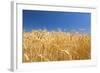 Wheat Field-Craig Tuttle-Framed Photographic Print